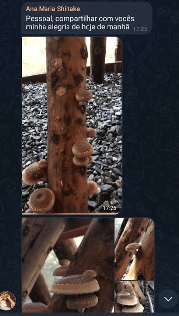 colheiota-Ana.png